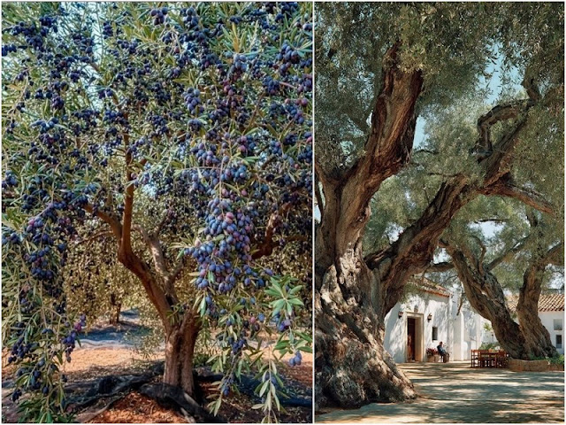Ελιά. Το καρποφόρο που συχνά καλλιεργείται και ως καλλωπιστικό - Φωτογραφία 6