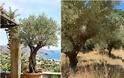 Ελιά. Το καρποφόρο που συχνά καλλιεργείται και ως καλλωπιστικό - Φωτογραφία 2