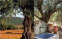 Ελιά. Το καρποφόρο που συχνά καλλιεργείται και ως καλλωπιστικό - Φωτογραφία 5
