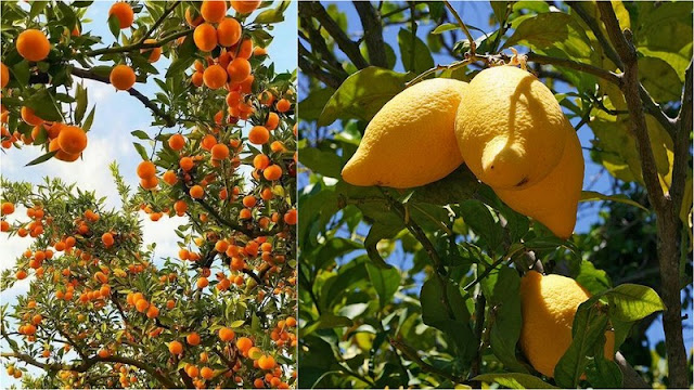 Εσπεριδοειδή. Οδηγός με όλες τις βασικές φροντίδες - Φωτογραφία 4