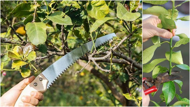 Εσπεριδοειδή. Οδηγός με όλες τις βασικές φροντίδες - Φωτογραφία 8
