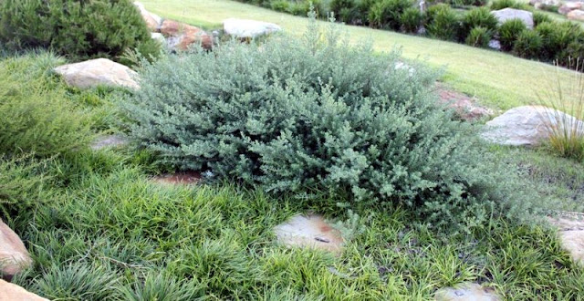 Βεστρίγκια. Το ανθεκτικό ...παραθαλάσσιο δεντρολίβανο - Φωτογραφία 6