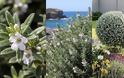 Βεστρίγκια. Το ανθεκτικό ...παραθαλάσσιο δεντρολίβανο
