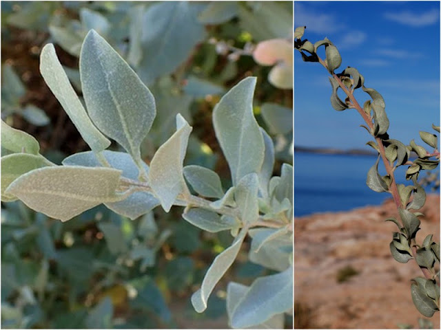 Αλιμιά. Ανθεκτική σε όλες τις συνθήκες με ελάχιστη φροντίδα - Φωτογραφία 5