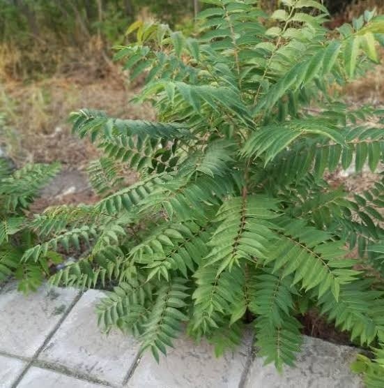 Ξενικά φυτά στον κήπο: πότε ένα καλλωπιστικό είδος γίνεται πρόβλημα - Φωτογραφία 3