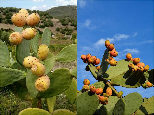 Φυτά που έφτασαν στην Ελλάδα και έγιναν μέρος του τοπίου - Φωτογραφία 9