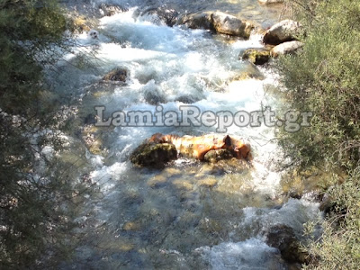 Δείτε βίντεο και νέες φωτογραφίες από τη νεκρή αγελάδα στο Γοργοπόταμο - Φωτογραφία 3