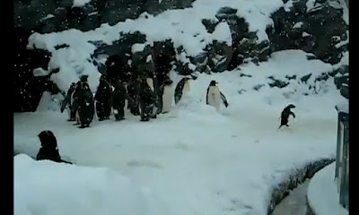 ΒΙΝΤΕΟ με μαστουρωμένο πιγκουίνο κάνει το γύρο του κόσμου - Φωτογραφία 1