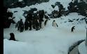 ΒΙΝΤΕΟ με μαστουρωμένο πιγκουίνο κάνει το γύρο του κόσμου