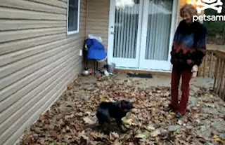 VIDEO: Δείτε το σκύλο ανεμοστρόβιλο - Φωτογραφία 1