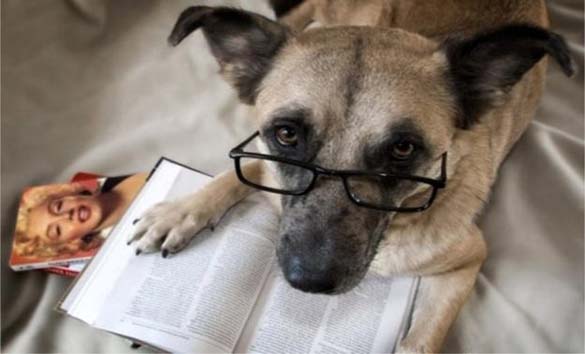 ΔΕΙΤΕ: Σκύλοι που λατρεύουν το διάβασμα - Φωτογραφία 1