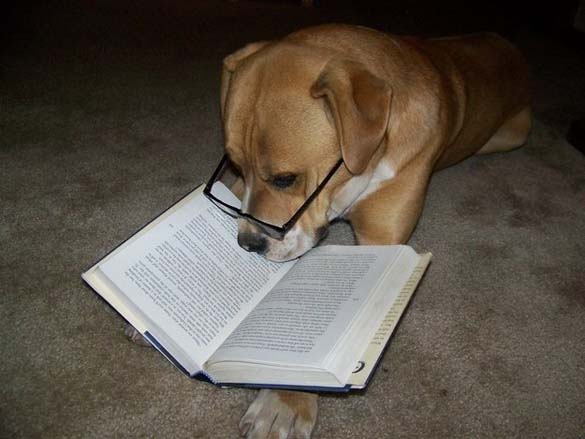 ΔΕΙΤΕ: Σκύλοι που λατρεύουν το διάβασμα - Φωτογραφία 10