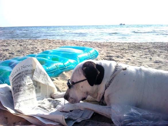ΔΕΙΤΕ: Σκύλοι που λατρεύουν το διάβασμα - Φωτογραφία 11