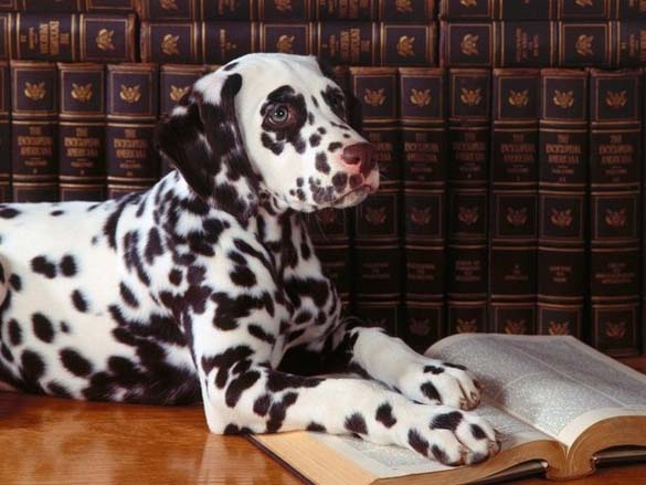 ΔΕΙΤΕ: Σκύλοι που λατρεύουν το διάβασμα - Φωτογραφία 12