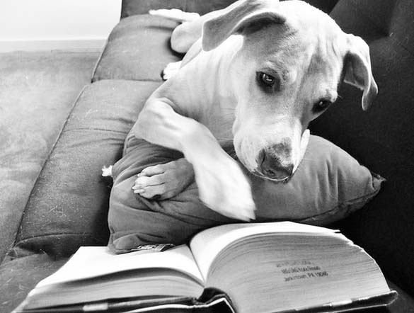 ΔΕΙΤΕ: Σκύλοι που λατρεύουν το διάβασμα - Φωτογραφία 14