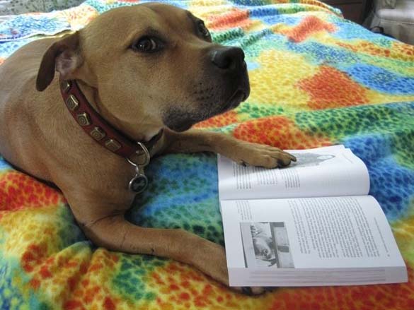 ΔΕΙΤΕ: Σκύλοι που λατρεύουν το διάβασμα - Φωτογραφία 19
