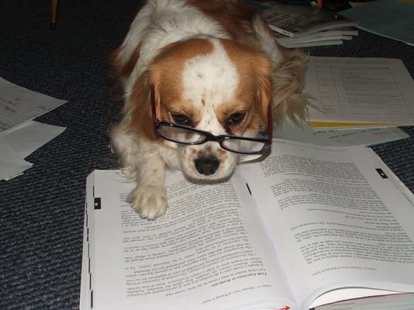 ΔΕΙΤΕ: Σκύλοι που λατρεύουν το διάβασμα - Φωτογραφία 2