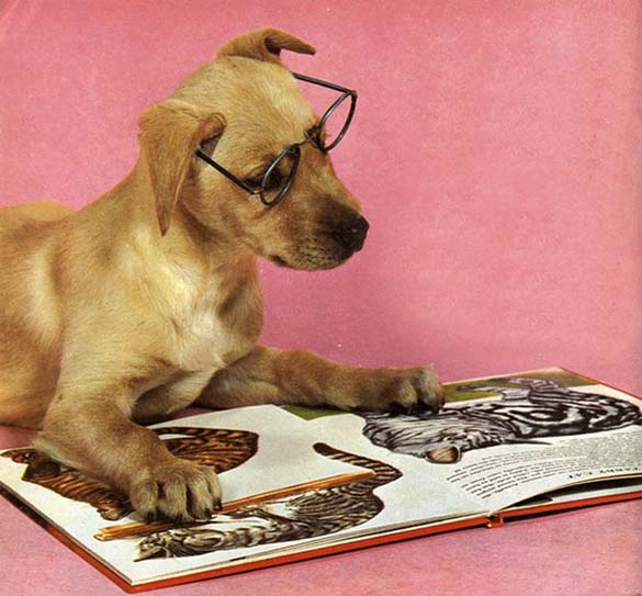 ΔΕΙΤΕ: Σκύλοι που λατρεύουν το διάβασμα - Φωτογραφία 21