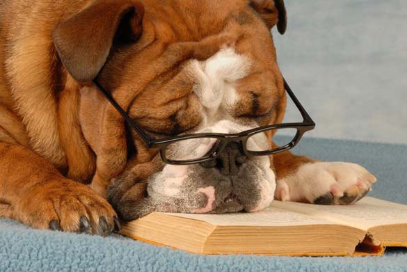 ΔΕΙΤΕ: Σκύλοι που λατρεύουν το διάβασμα - Φωτογραφία 22