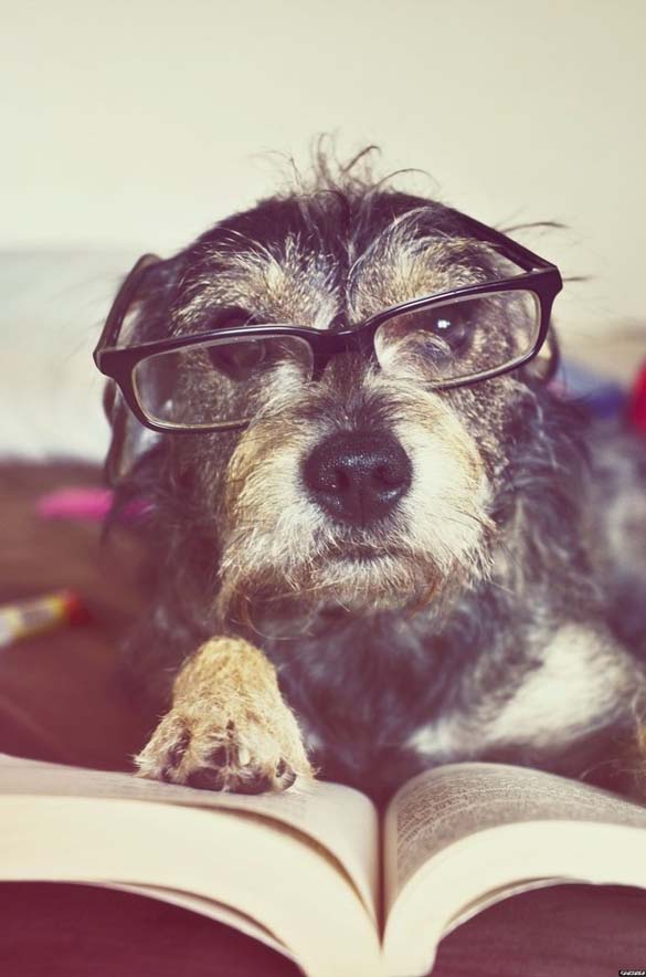 ΔΕΙΤΕ: Σκύλοι που λατρεύουν το διάβασμα - Φωτογραφία 23