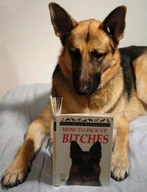 ΔΕΙΤΕ: Σκύλοι που λατρεύουν το διάβασμα - Φωτογραφία 24