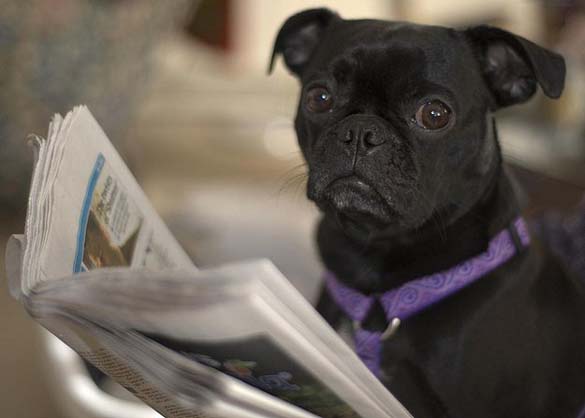 ΔΕΙΤΕ: Σκύλοι που λατρεύουν το διάβασμα - Φωτογραφία 25