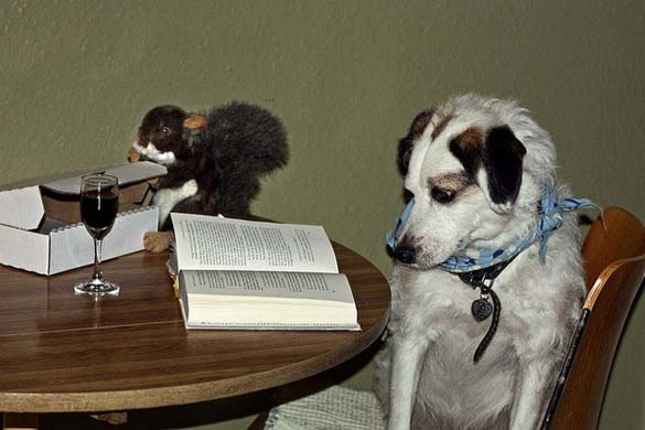 ΔΕΙΤΕ: Σκύλοι που λατρεύουν το διάβασμα - Φωτογραφία 3