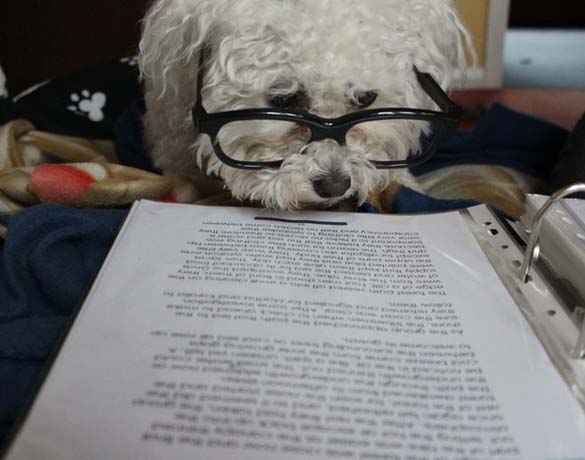 ΔΕΙΤΕ: Σκύλοι που λατρεύουν το διάβασμα - Φωτογραφία 5
