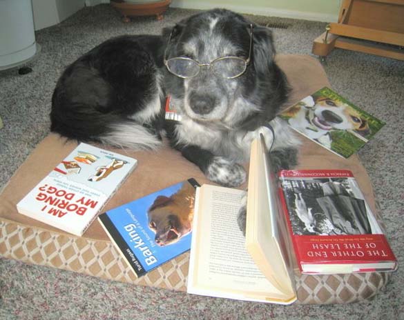 ΔΕΙΤΕ: Σκύλοι που λατρεύουν το διάβασμα - Φωτογραφία 8