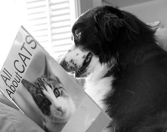 ΔΕΙΤΕ: Σκύλοι που λατρεύουν το διάβασμα - Φωτογραφία 9