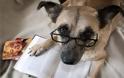 ΔΕΙΤΕ: Σκύλοι που λατρεύουν το διάβασμα