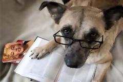 ΔΕΙΤΕ: Σκύλοι που λατρεύουν το διάβασμα