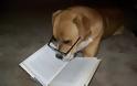 ΔΕΙΤΕ: Σκύλοι που λατρεύουν το διάβασμα - Φωτογραφία 10