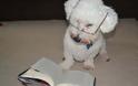 ΔΕΙΤΕ: Σκύλοι που λατρεύουν το διάβασμα - Φωτογραφία 15