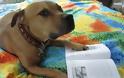 ΔΕΙΤΕ: Σκύλοι που λατρεύουν το διάβασμα - Φωτογραφία 19