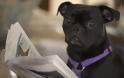ΔΕΙΤΕ: Σκύλοι που λατρεύουν το διάβασμα - Φωτογραφία 25