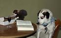 ΔΕΙΤΕ: Σκύλοι που λατρεύουν το διάβασμα - Φωτογραφία 3