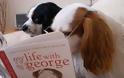 ΔΕΙΤΕ: Σκύλοι που λατρεύουν το διάβασμα - Φωτογραφία 4