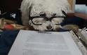 ΔΕΙΤΕ: Σκύλοι που λατρεύουν το διάβασμα - Φωτογραφία 5