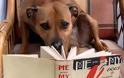 ΔΕΙΤΕ: Σκύλοι που λατρεύουν το διάβασμα - Φωτογραφία 7