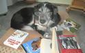 ΔΕΙΤΕ: Σκύλοι που λατρεύουν το διάβασμα - Φωτογραφία 8