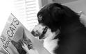 ΔΕΙΤΕ: Σκύλοι που λατρεύουν το διάβασμα - Φωτογραφία 9