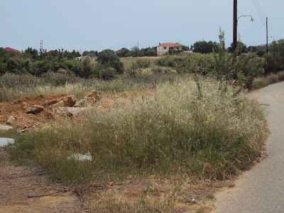 Αναγνώστης επισημαίνει το κίνδυνο πυργακιάς σε χωράφι παραμελλημένο στο δήμο Δυμαίων - Φωτογραφία 2