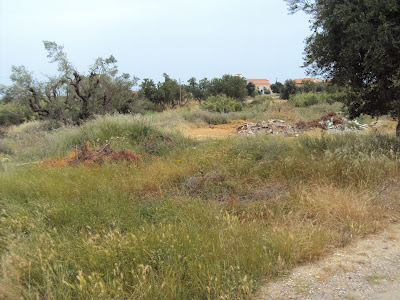 Αναγνώστης επισημαίνει το κίνδυνο πυργακιάς σε χωράφι παραμελλημένο στο δήμο Δυμαίων - Φωτογραφία 3