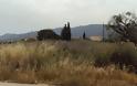 Αναγνώστης επισημαίνει το κίνδυνο πυργακιάς σε χωράφι παραμελλημένο στο δήμο Δυμαίων - Φωτογραφία 1