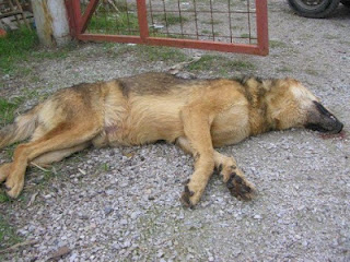 Δηλητηρίασαν 20 σκυλιά μέσα σε ιδιωτικό καταφύγιο - Φωτογραφία 1