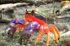 Εντυπωσιακά καβούρια που δεν θα δείτε ποτέ από κοντά! (pics) 8 | ΙΟΥΛ | 2012