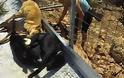 ΣΟΚ: Δηλητηρίασαν 30 σκυλιά σε καταφύγιο αδέσποτων ζώων στα Χανιά! [video]