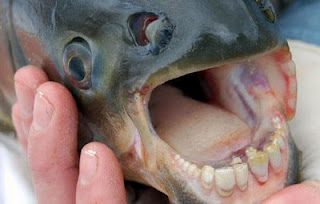 Φονικό ψάρι τρέφεται με ανδρικά γεννητικά όργανα! - Φωτογραφία 1