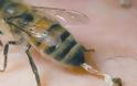 Έλληνας στρατιωτικός πέθανε από τσίμπημα μέλισσας